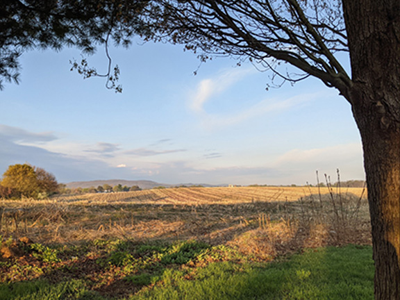 Park and field vista